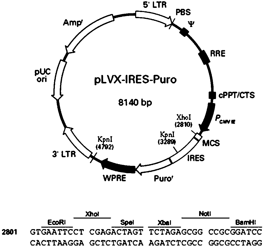 Chimeric antigen receptor mechanocyte as well as building method and application thereof