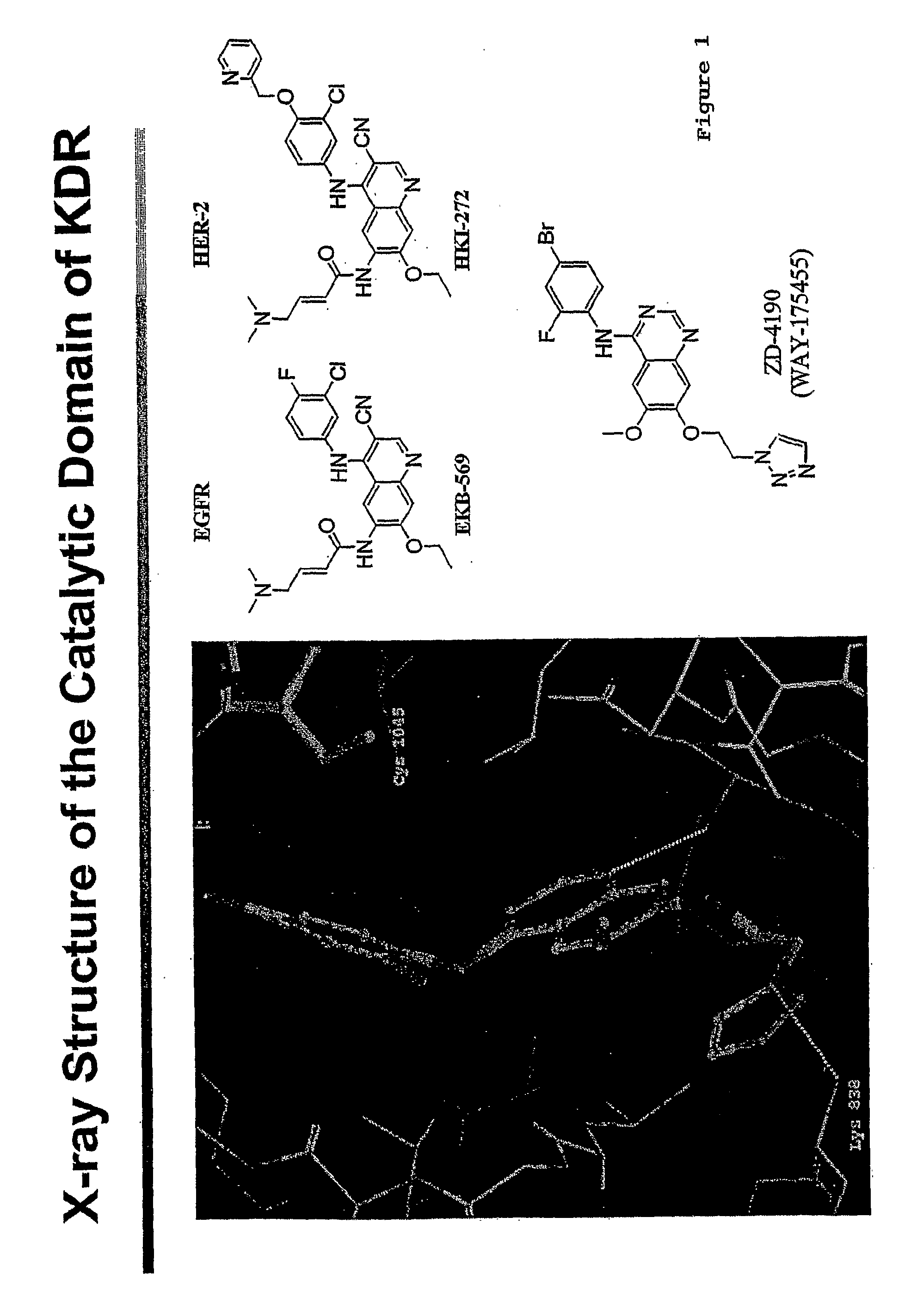 Assays to Identify Irreversibly Binding Inhibitors of Receptor Tyrosine Kinases