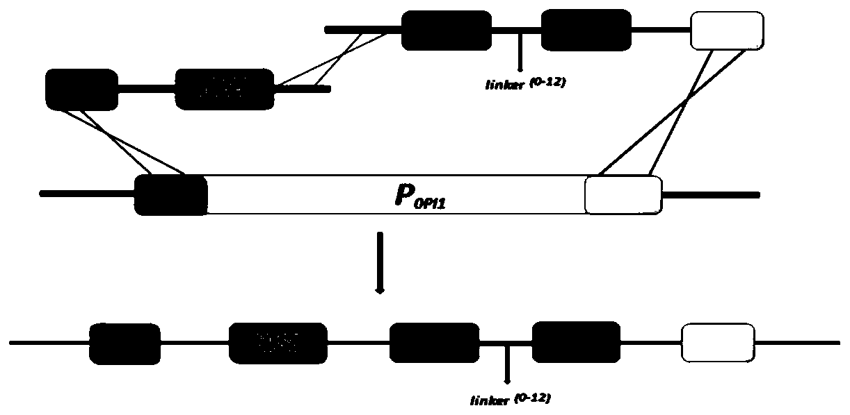 Method for improving efficiency of synthesizing glucaric acid by saccharomyces cerevisiae engineering strain