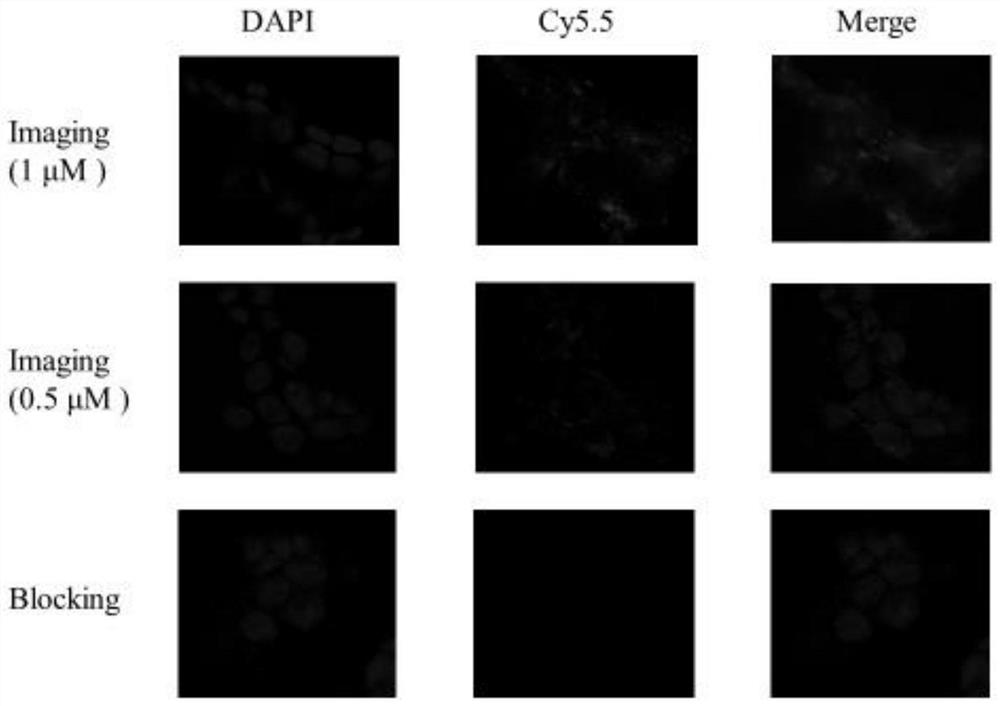 Nir/pet bimodal probe precursor targeting cyp1b1 enzyme and its preparation and use