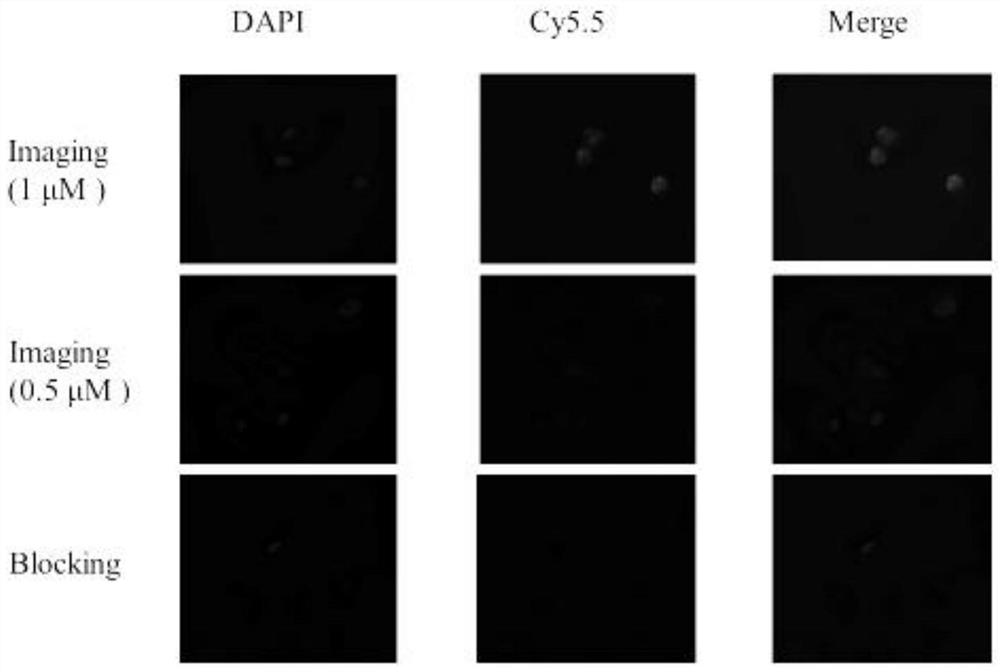 Nir/pet bimodal probe precursor targeting cyp1b1 enzyme and its preparation and use