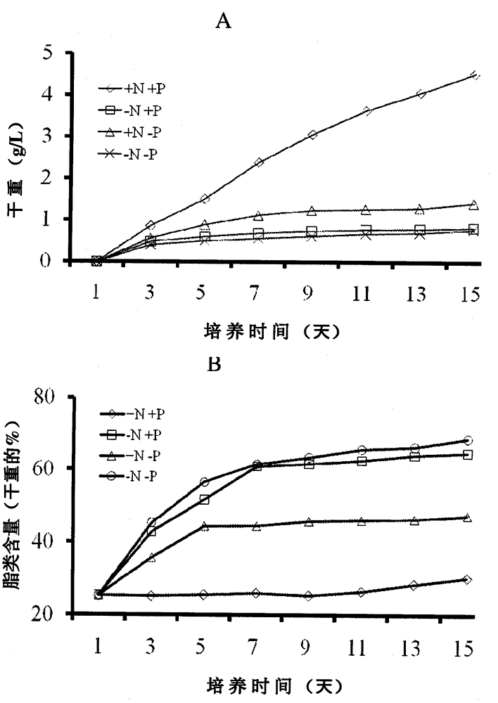 Cultivation of green algae chlorococcum pamirum for production of biofuel