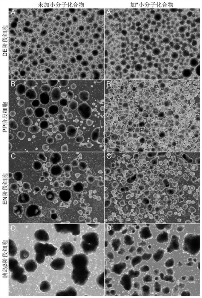 Culture method for preparing pancreatic beta cells by inducing directional differentiation of pluripotent stem cells