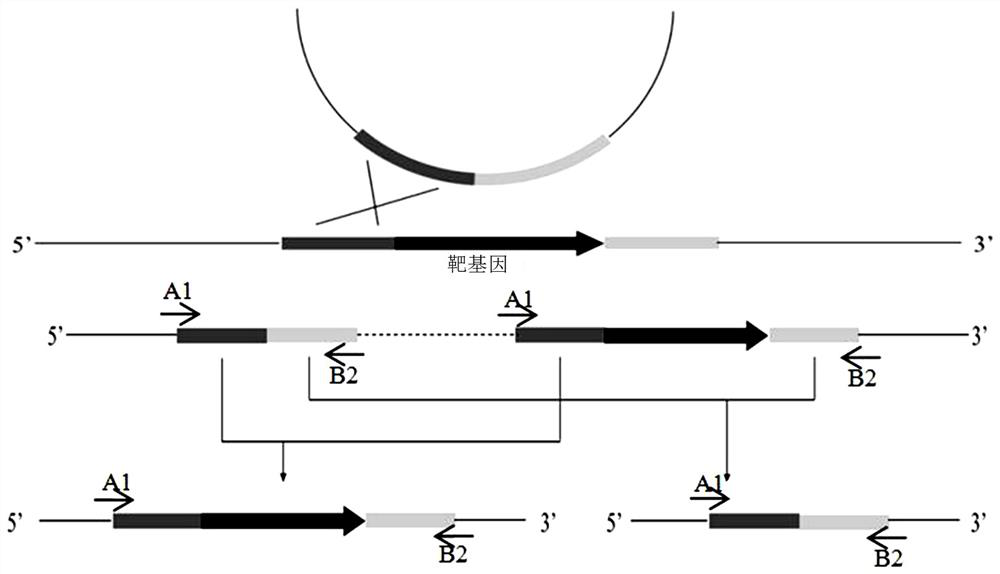 Construction method and application of Pseudomonas jy-q fructose metabolism gene deletion strain