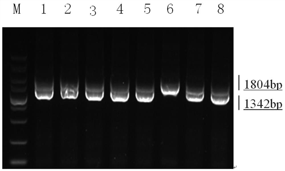 Construction method and application of Pseudomonas jy-q fructose metabolism gene deletion strain