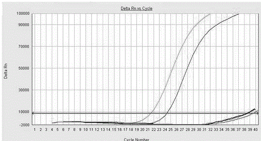 Method of rapidly judging survival state of mycobacterium paratuberculosis in milk and milk product by applying BLU-V PMA technology