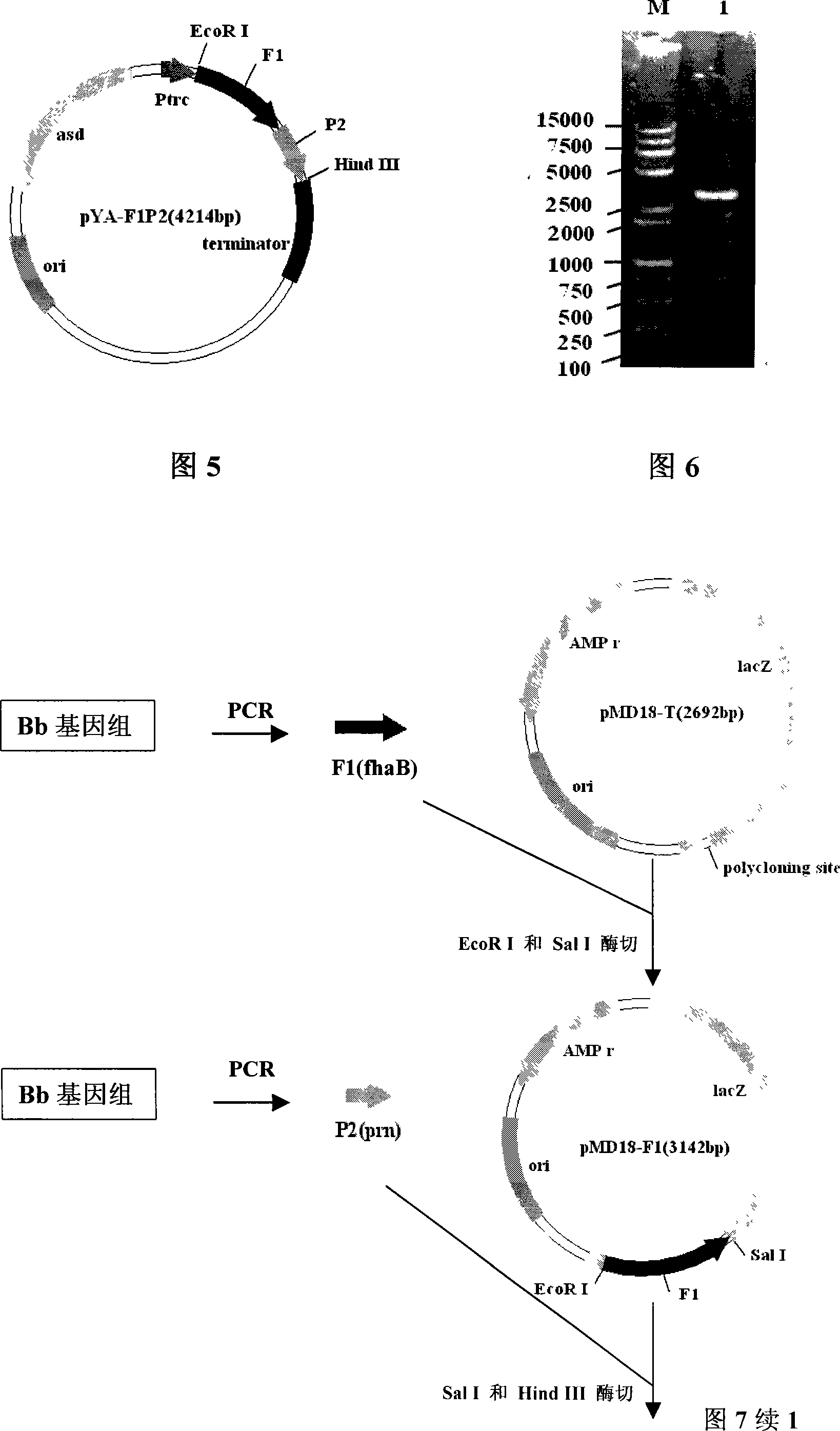 Recombinant salmonella choleraesuis strain for expression of pig origin bordetella bronchisepatica fhaB and prn gene segment, bacterin and uses thereof