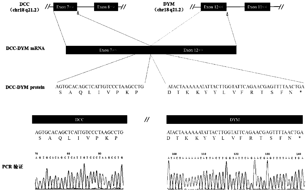 Method for predicting neoantigen production of fusion gene