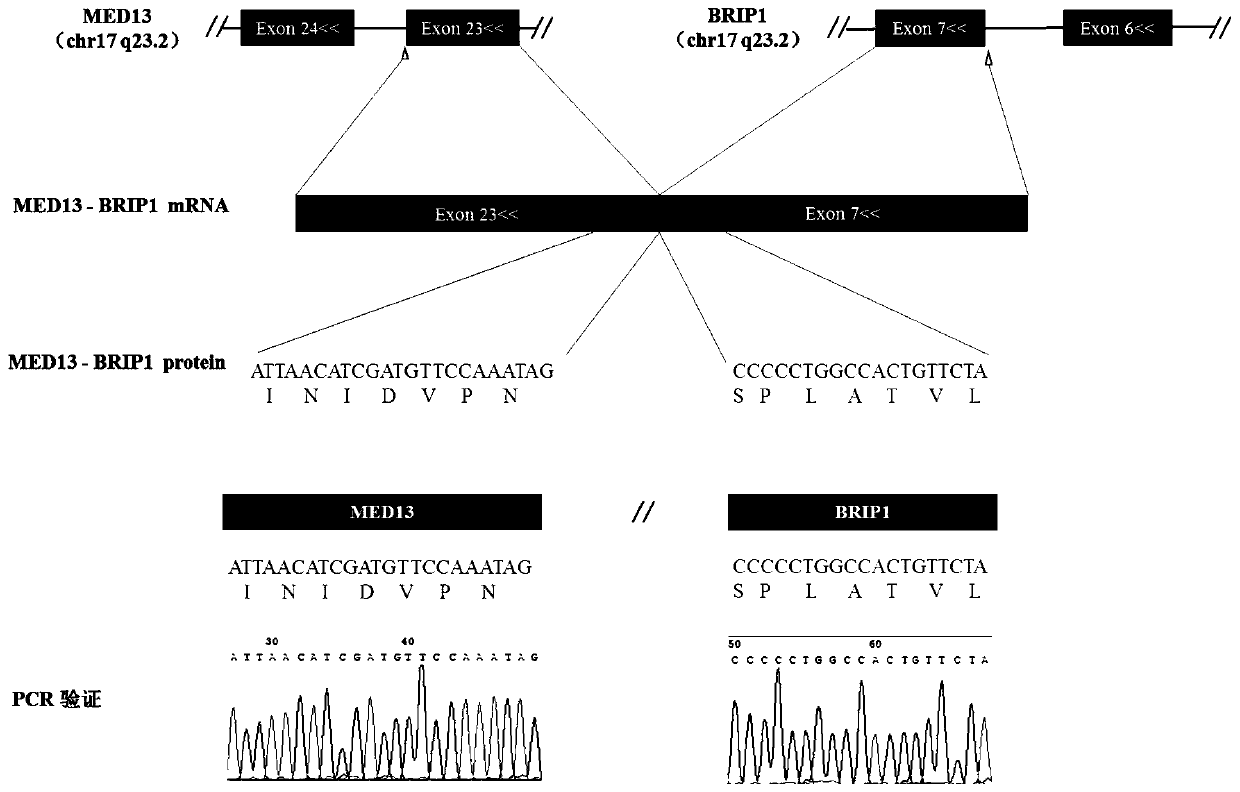 Method for predicting neoantigen production of fusion gene