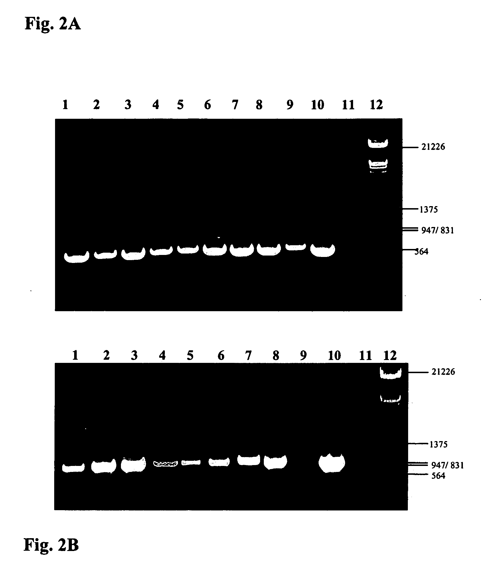 Transgenic disease resistant banana