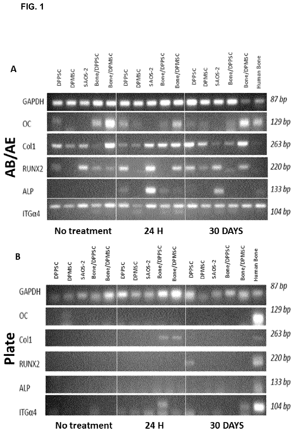 Bone bioactive composition and uses thereof