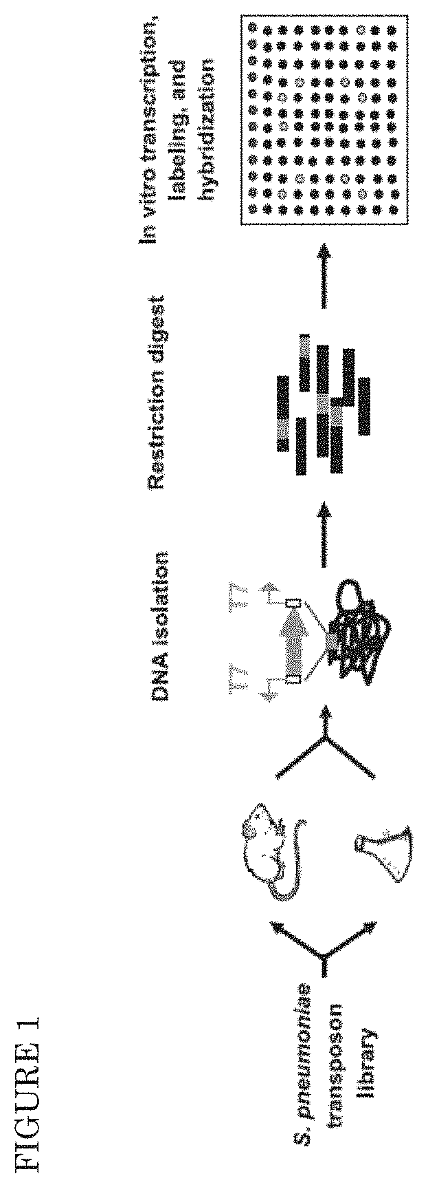 Virulence factors of <i>Streptococcus pnuemoniae</i>