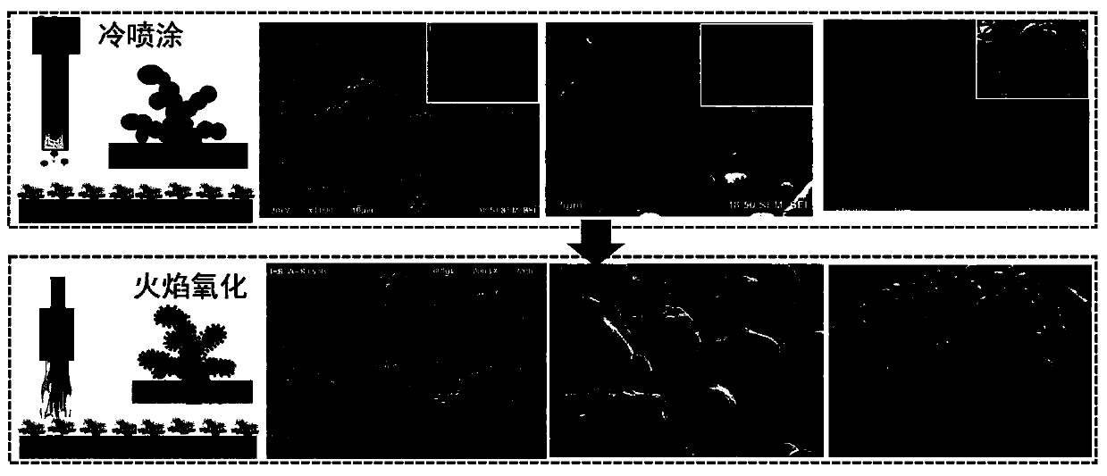 High mechanical durable super-hydrophobic/oil coating with bionic structure and preparation method of high mechanical durable super-hydrophobic/oil coating