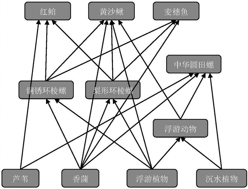 Method for evaluating effects of implementing water ecological compensation in wetland by using stability of food cycle