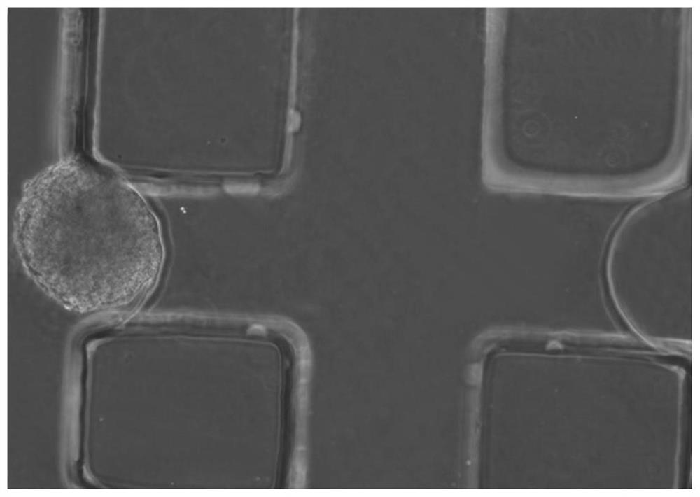 A three-dimensional cell spheroid migration monitoring method based on microfluidic chip technology