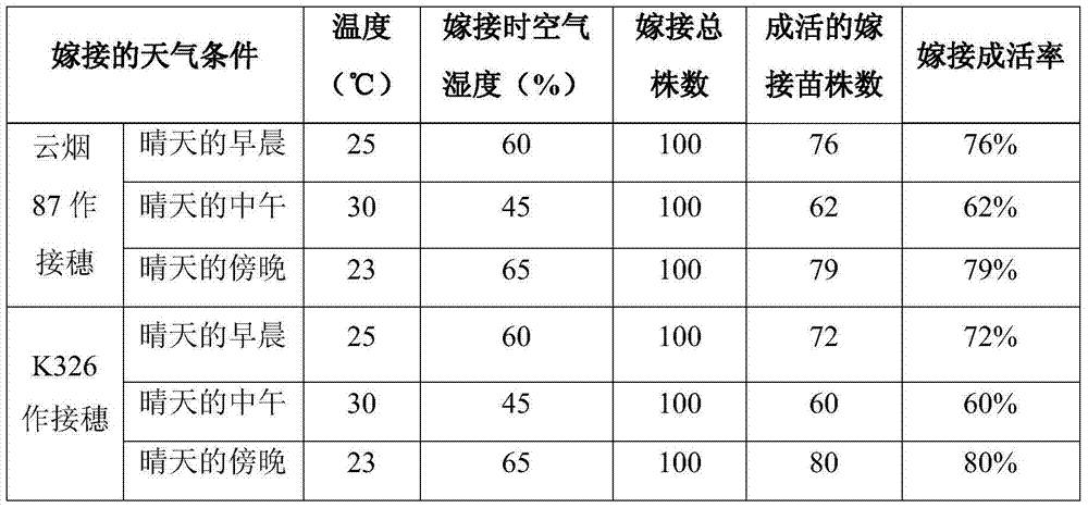 Solanum Eggplant Anti-green Eggplant Stock and Grafting Cultivation Method of Tobacco Grafted Eggplant