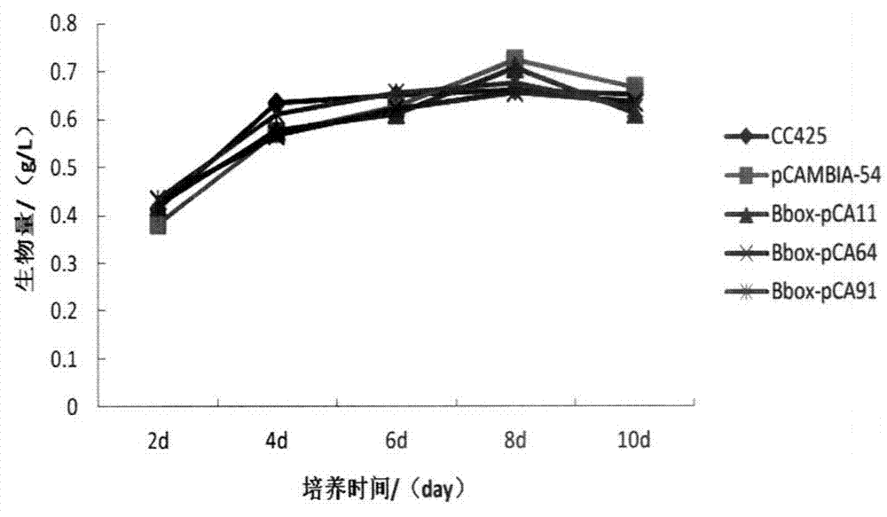 Regulatory gene for synthesizing microalgae triacylglycerol as well as application thereof