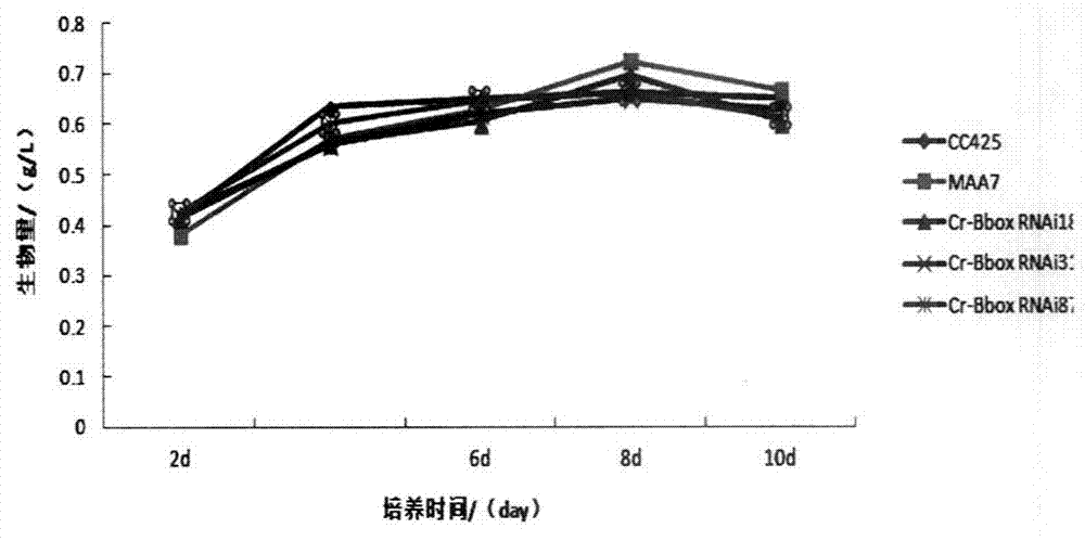 Regulatory gene for synthesizing microalgae triacylglycerol as well as application thereof