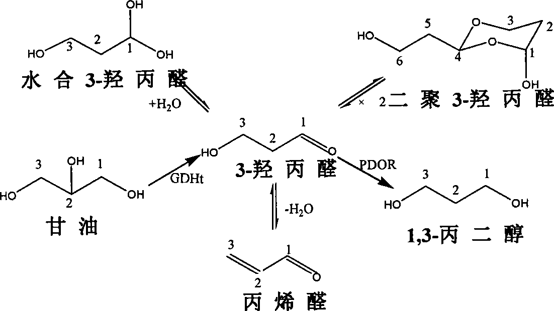 Method for constructing genetic engineering bacteria and enhancing stress resistance of 1,3-propanediol producing strain