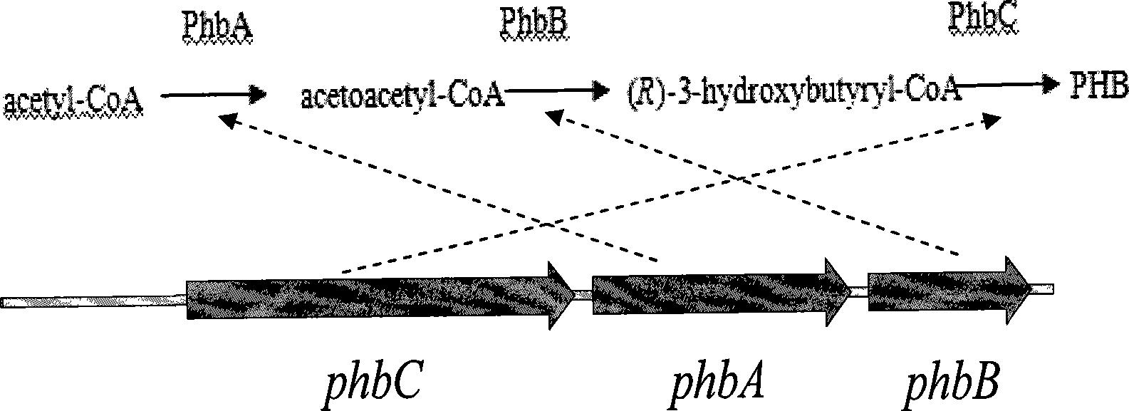 Method for constructing genetic engineering bacteria and enhancing stress resistance of 1,3-propanediol producing strain