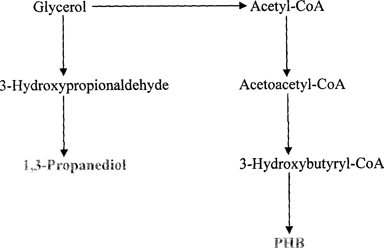 Method for constructing genetic engineering bacteria and enhancing stress resistance of 1,3-propanediol producing strain