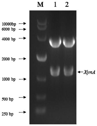 Construction and application of free non-methanol induced pichia pastoris expression vector