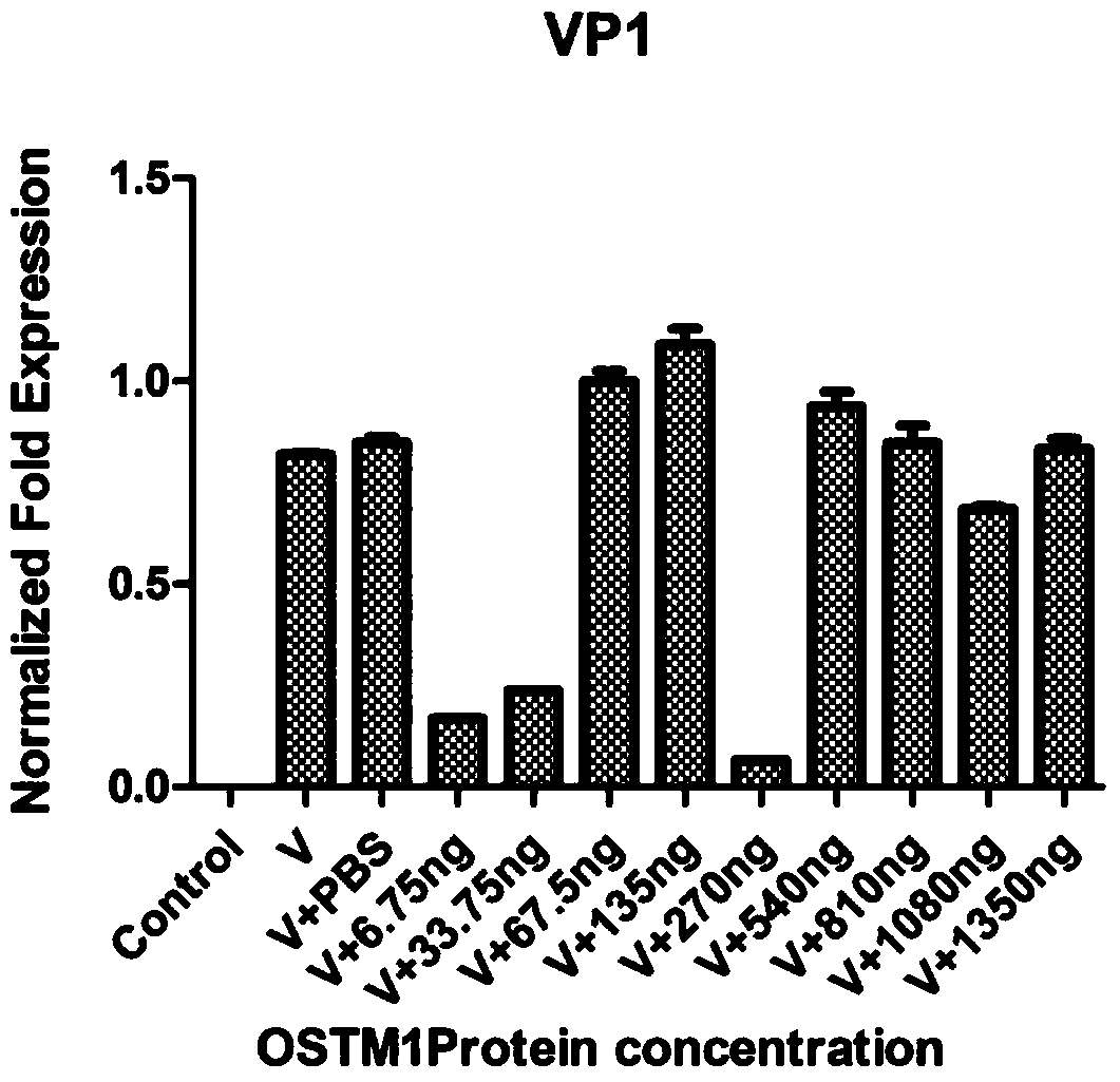 Application of osteopetrosis-associated transmembrane protein in the treatment or prevention of ev71 infection