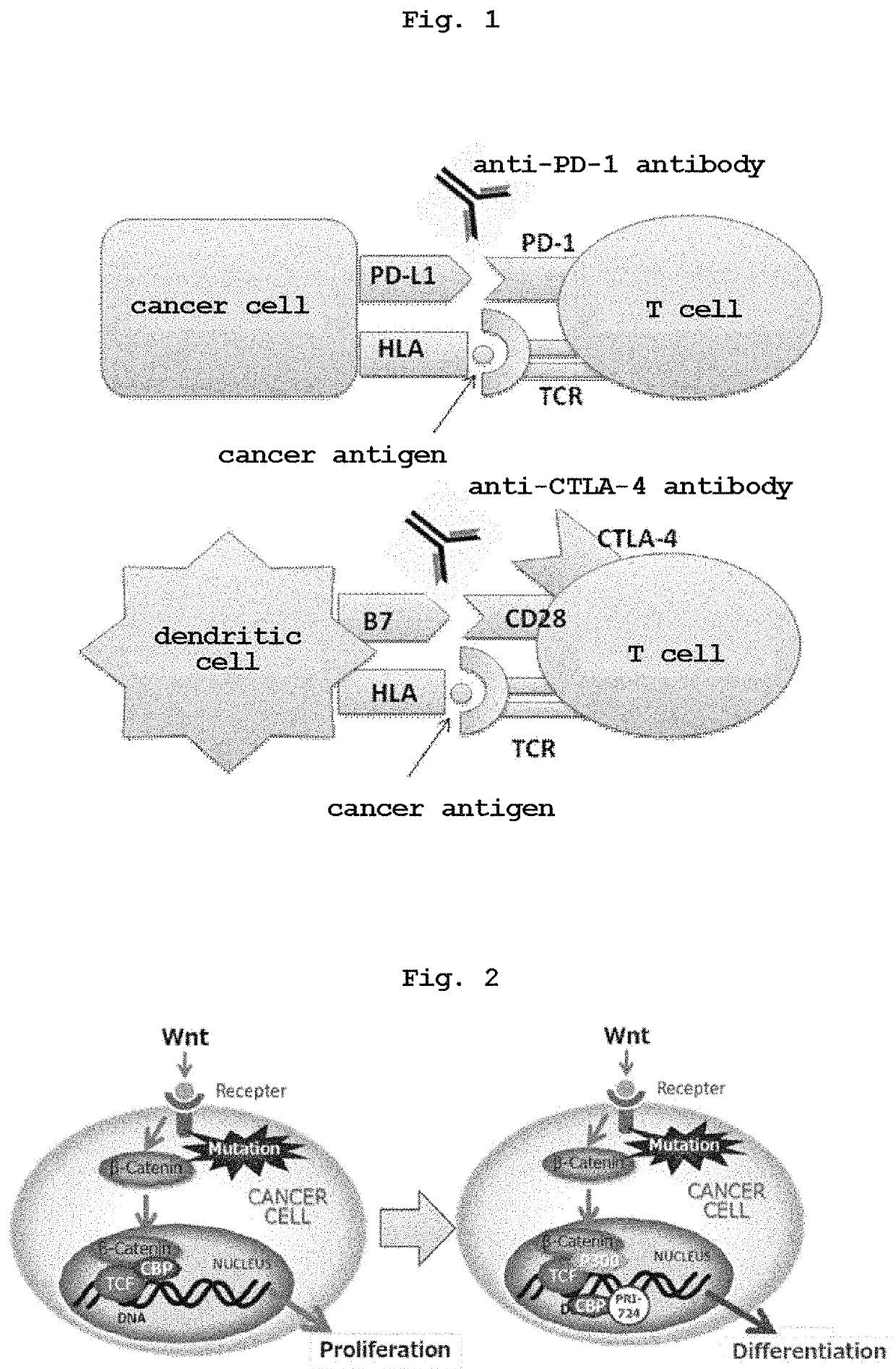 Anticancer combination of a CBP/catenin inhibitor and an immune checkpoint inhibitor