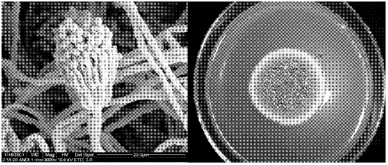 Celluase producing bacterium and application thereof