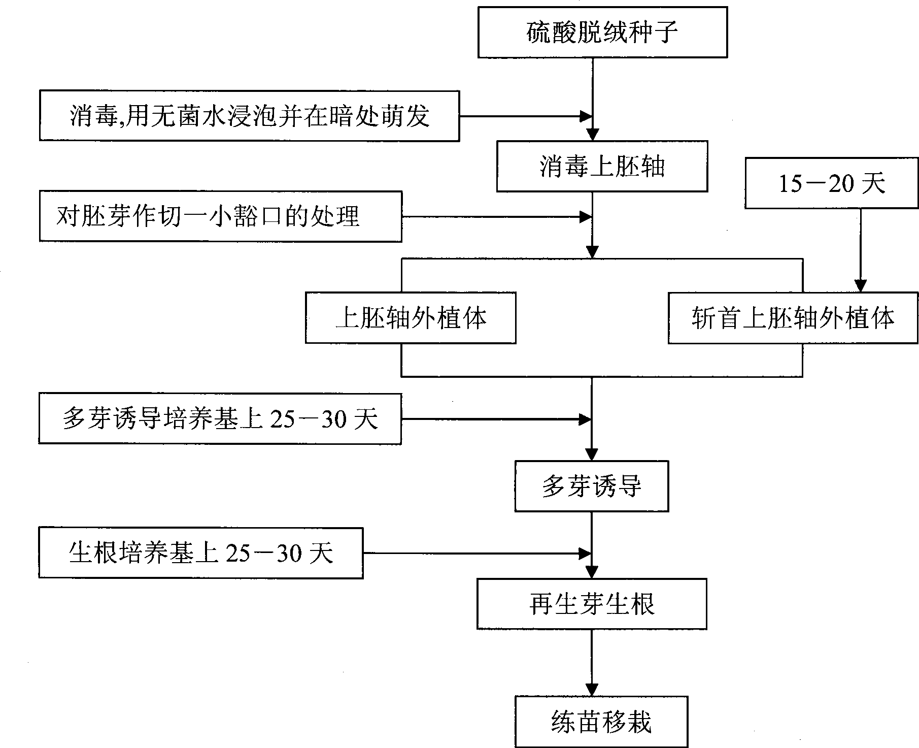 Direct polygerm-generation regeneration plant culture method by isolated culture of Xinjiang snow locus epicotyl