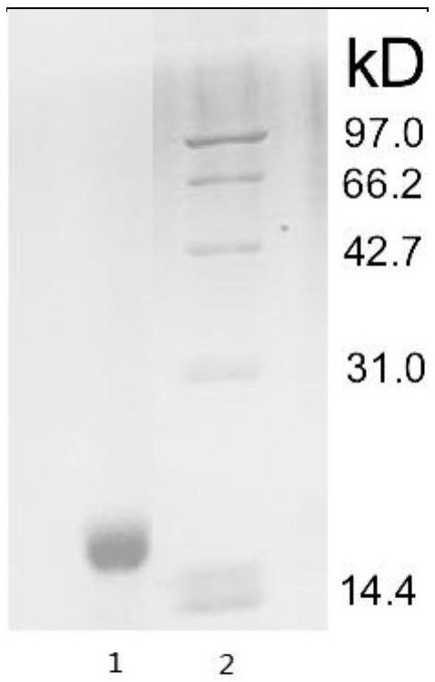 Label-free human galectin 13 as well as preparation method and application thereof