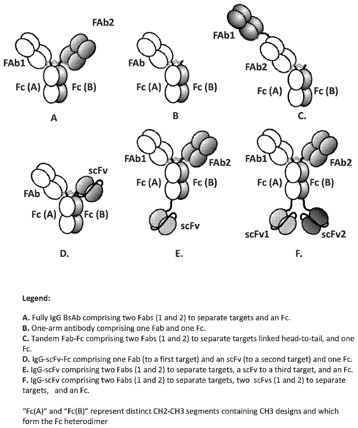 IgG bispecific antibodies and processes for preparation