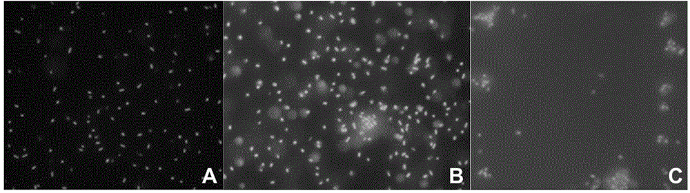 Multimeric mannosides, a process for preparing the same and their uses as a drug