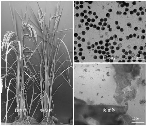 A mutant gene of rice nuclease gene osgen-1 and its application