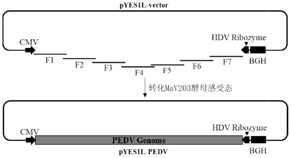 Porcine epidemic diarrhea virus infectious cDNA clone and construction method and application thereof