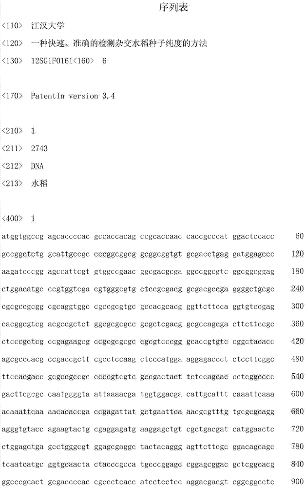 Method for quickly and accurately detecting purity of hybrid rice seed