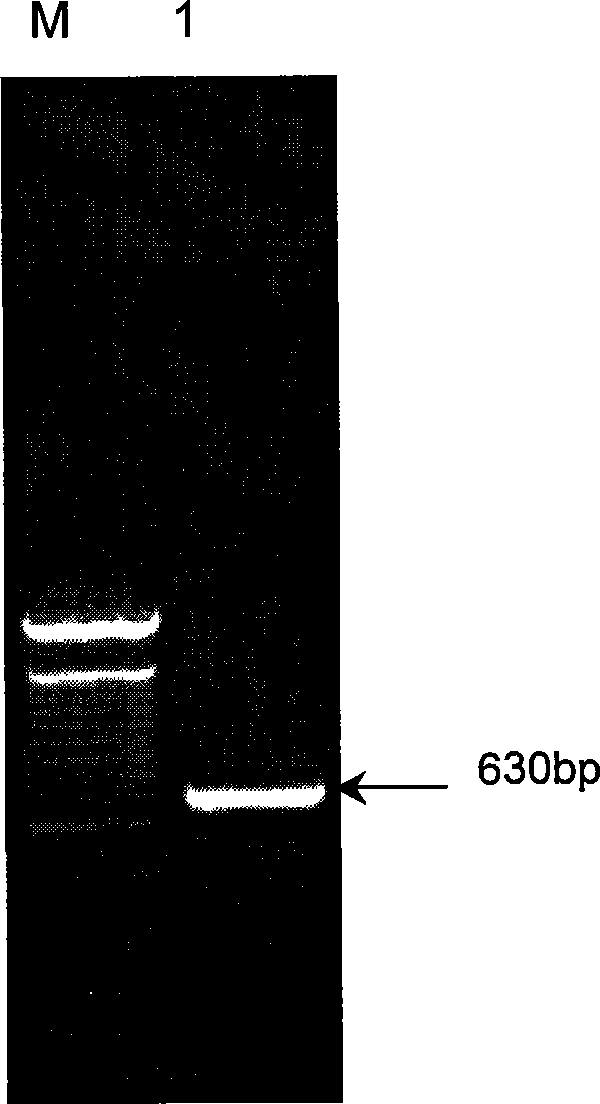 Recombinant human esoderma colyone adenovirus, and its preparing method and use