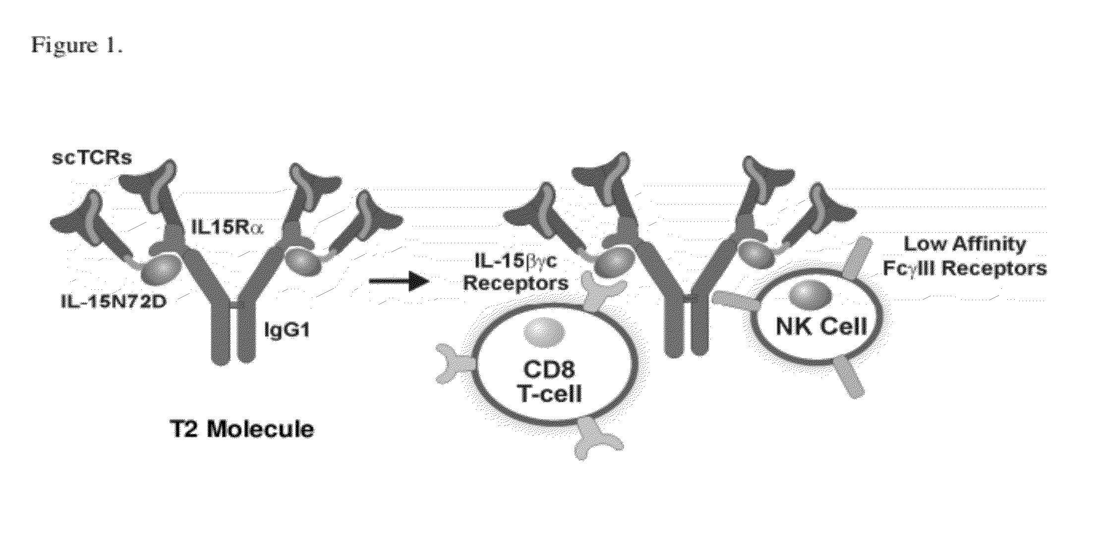 Multimeric il-15 soluble fusion molecules and methods of making and using same