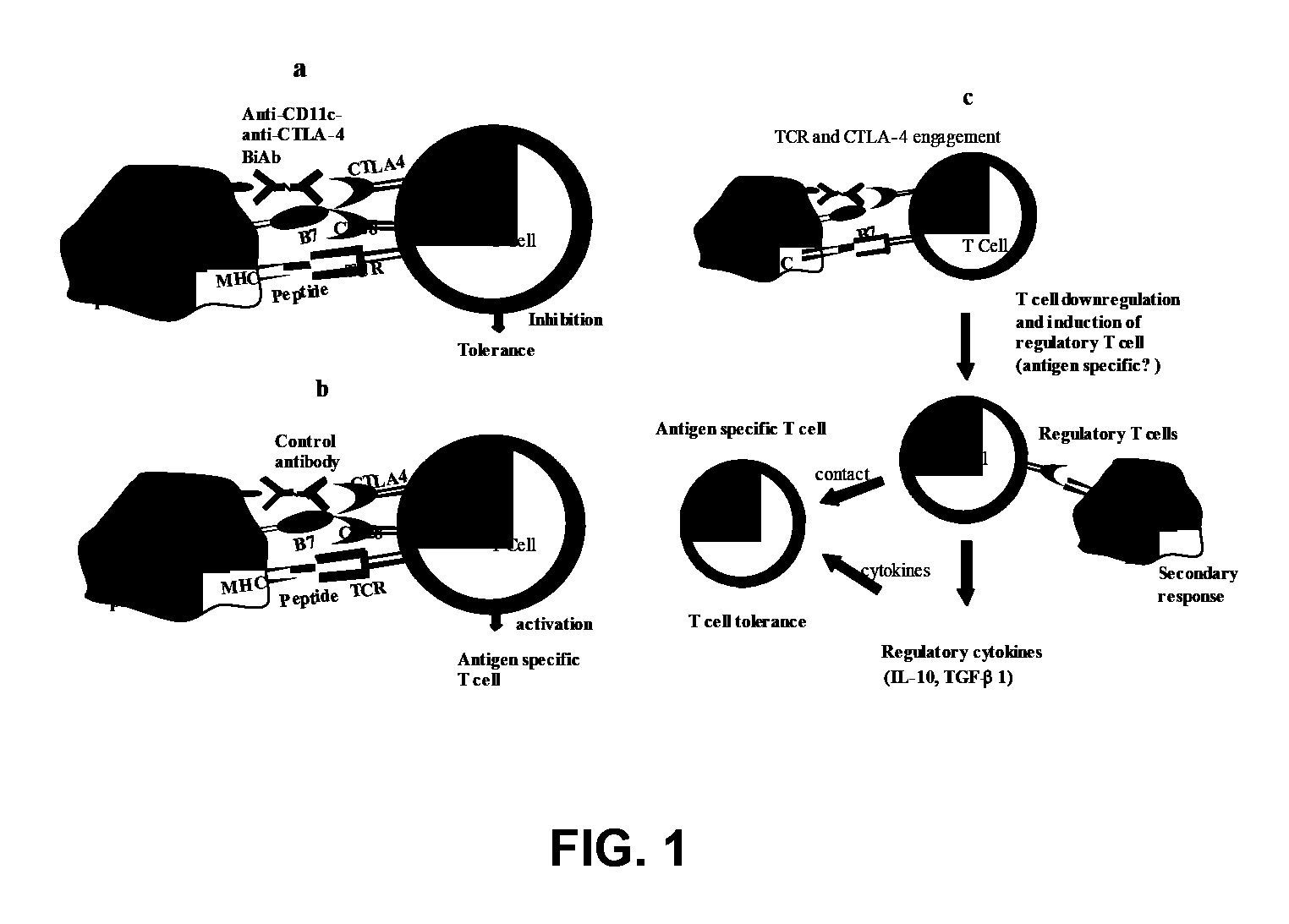 Uses of bispecific antibody coated dendritic cells pulsed with antigens and GM-CSF in immune regulation