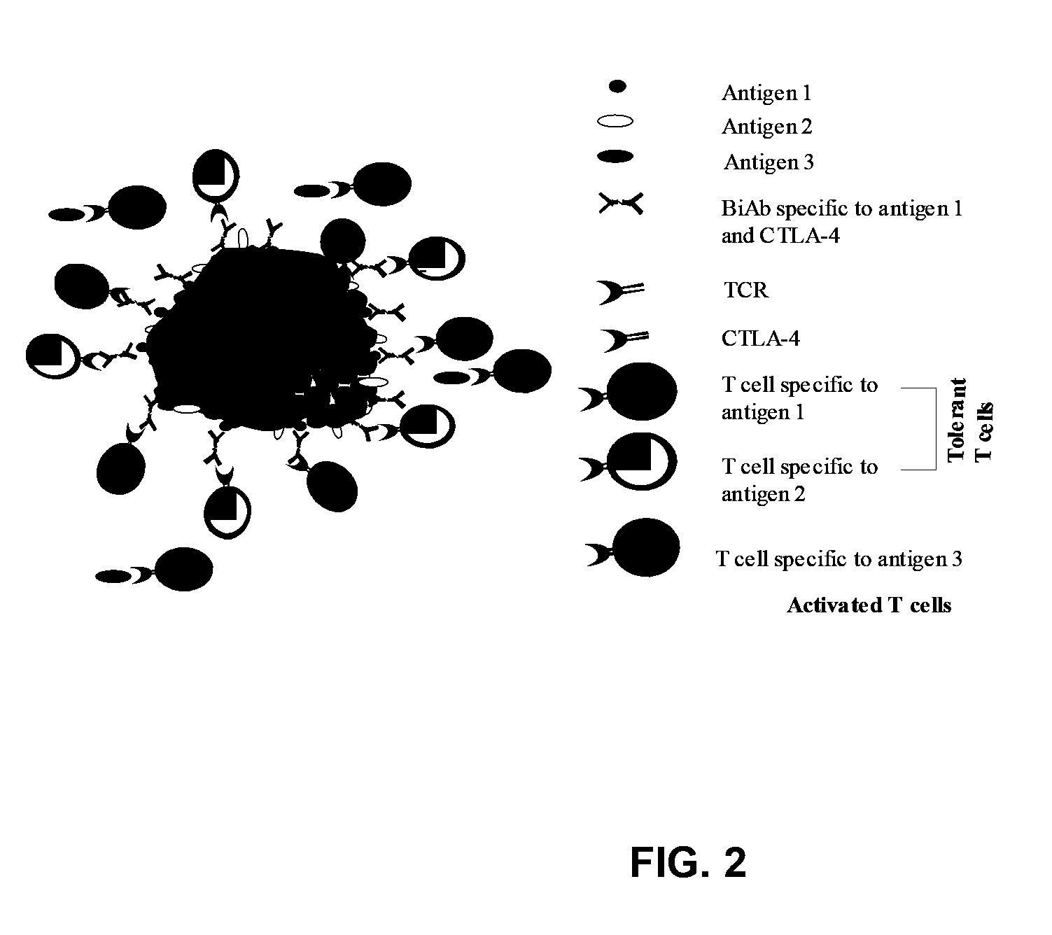 Uses of bispecific antibody coated dendritic cells pulsed with antigens and GM-CSF in immune regulation