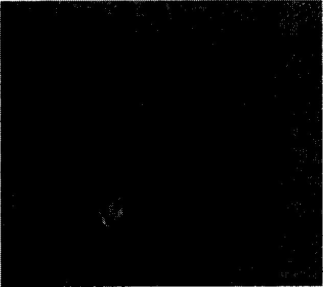 Waste rubber powder modified asphalt and its prepn process