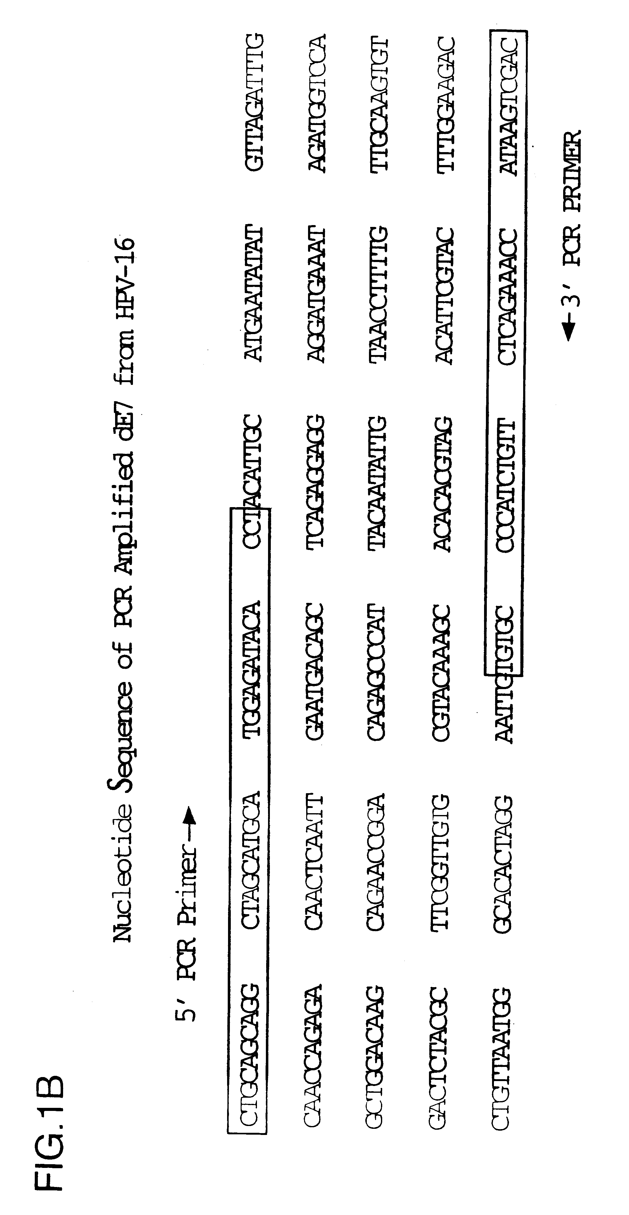 Vectors for DNA immunization against cervical cancer