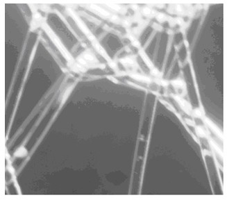 Chitosan biofilm polypropylene mesh and preparation method thereof