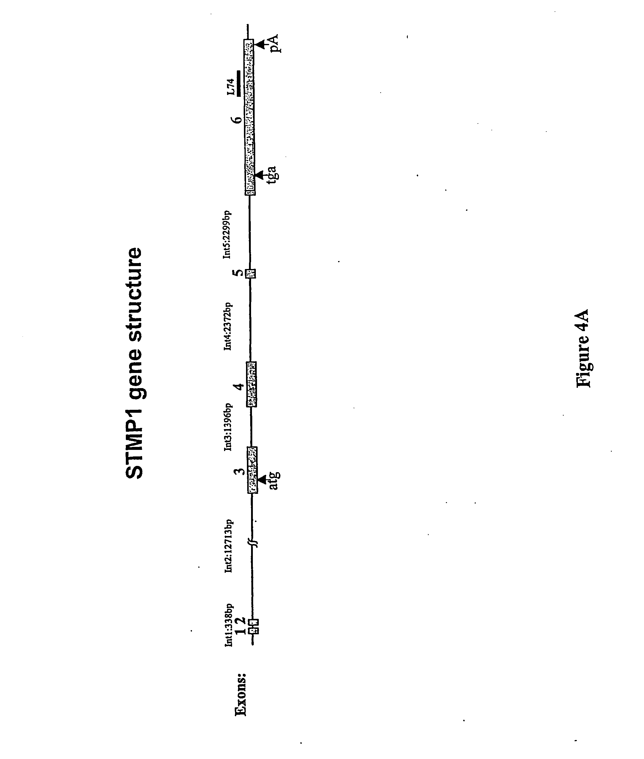 Novel prostate-specific or testis-specific nucleic acid molecules, polypeptides, and diagnostic and therapeutic methods