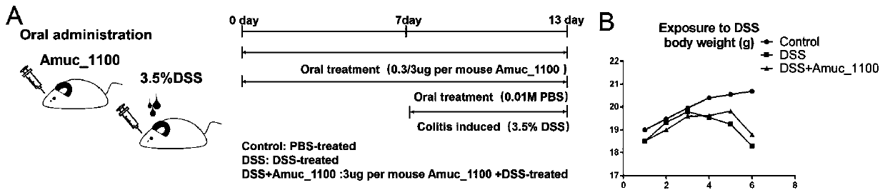 Recombinantly-expressed Akkermansia membrane protein Amuc_1100 and application thereof