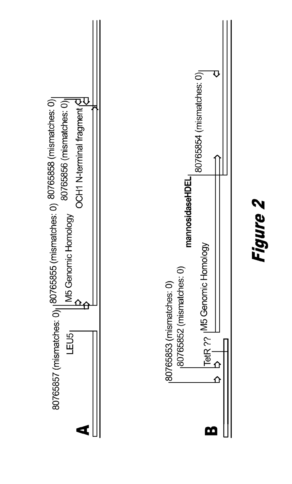 <i>Pichia pastoris </i>strains for producing predominantly homogeneous glycan structure