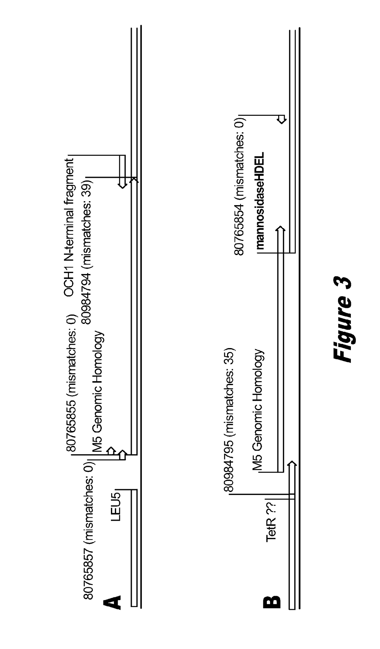 <i>Pichia pastoris </i>strains for producing predominantly homogeneous glycan structure