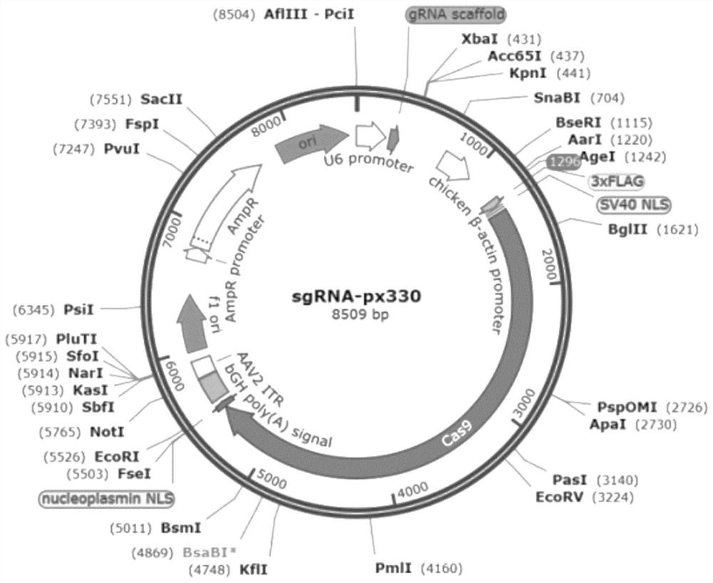 A method for improving the efficiency of homologous recombination in cho cells and its related products and applications