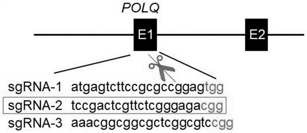 A method for improving the efficiency of homologous recombination in cho cells and its related products and applications