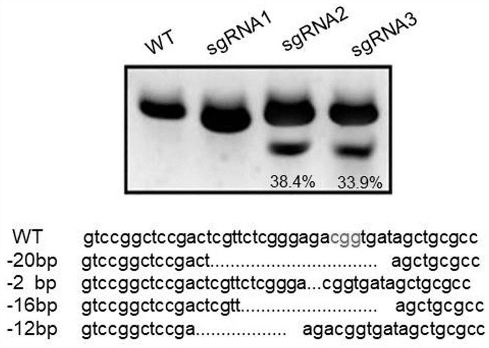 A method for improving the efficiency of homologous recombination in cho cells and its related products and applications